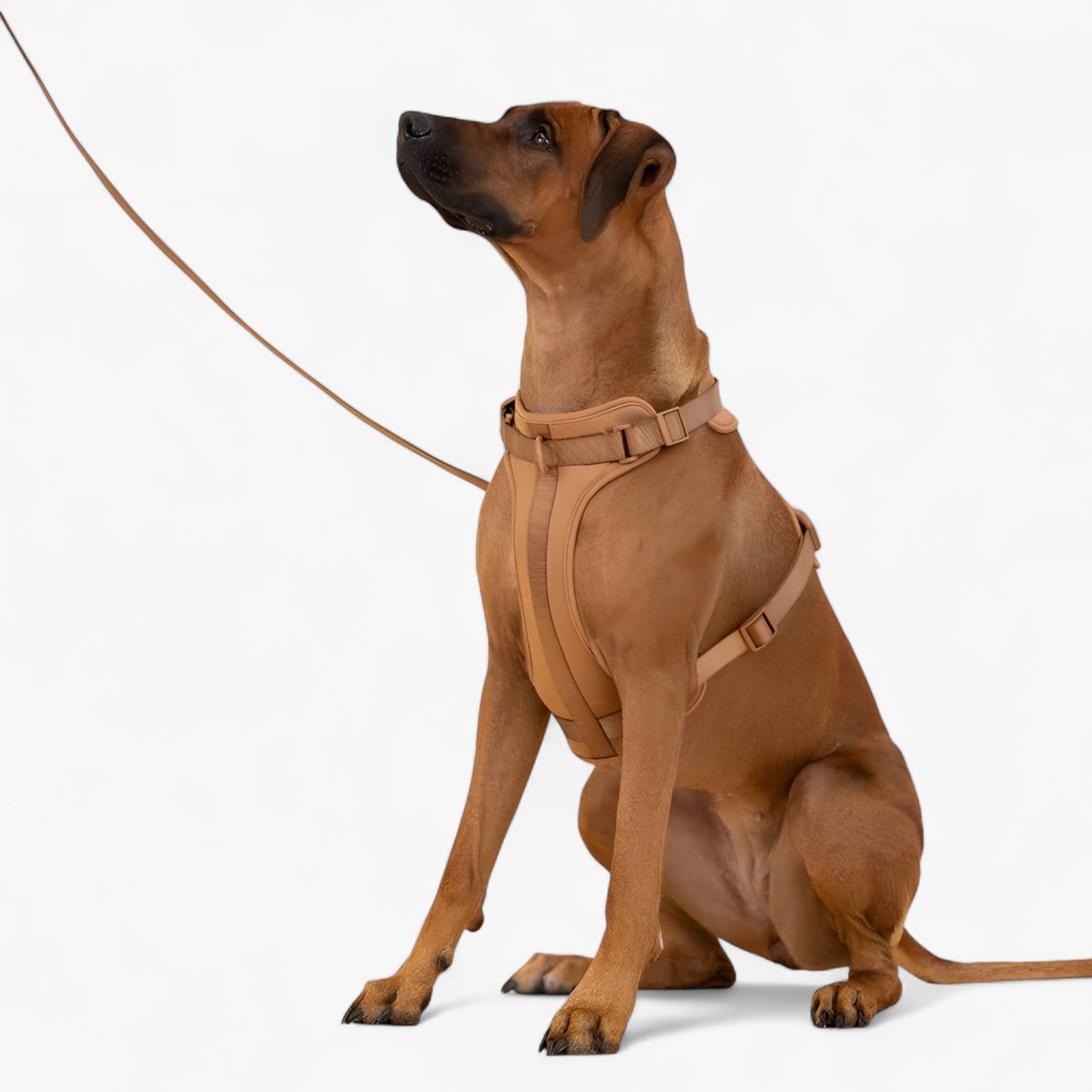 ComfyPaws | Sæt til gå-træning (inkluderer sele, bælte og affaldssækkeholder) - - ComfyPaws | Sæt til gå-træning (inkluderer sele, bælte og affaldssækkeholder)- €25 - {{ product_tags }