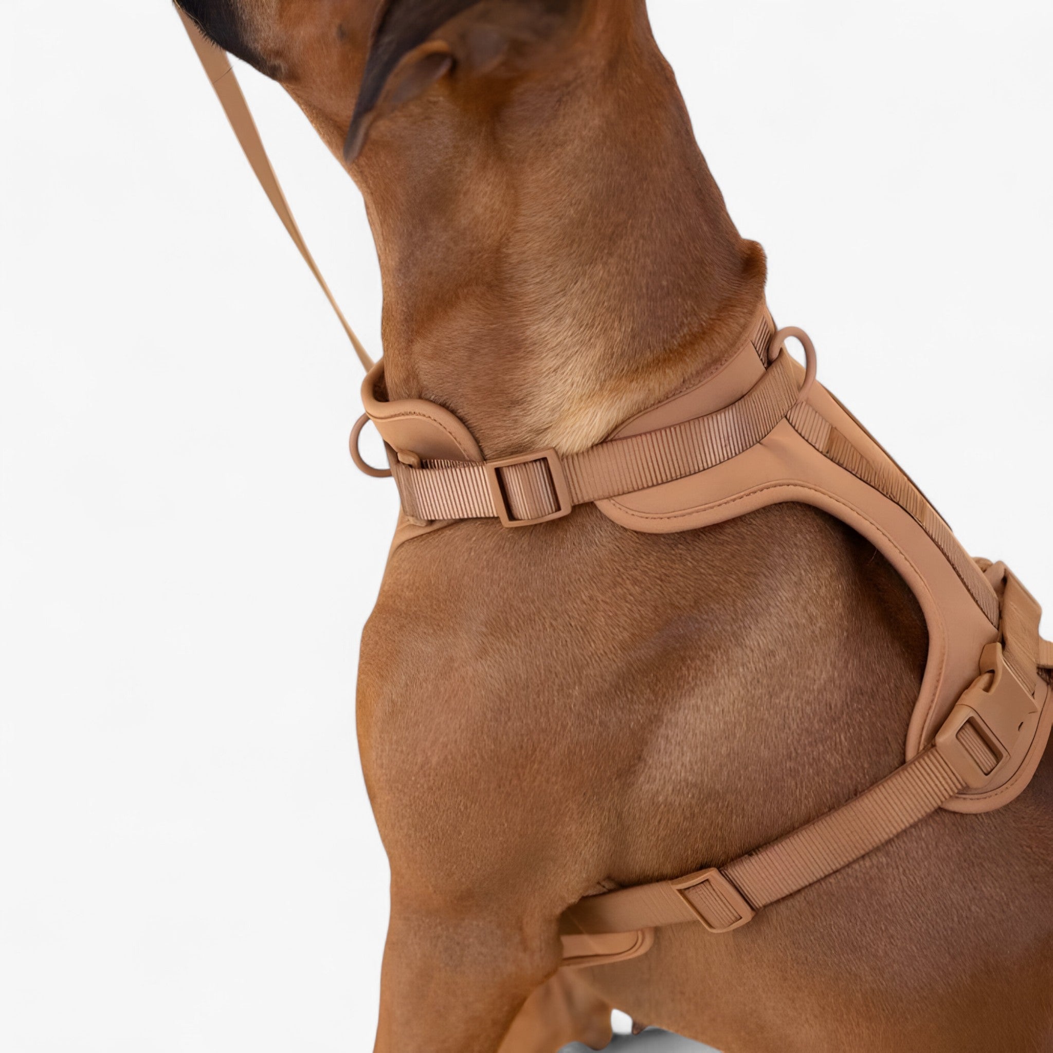 ComfyPaws | Sæt til gå-træning (inkluderer sele, bælte og affaldssækkeholder) - - ComfyPaws | Sæt til gå-træning (inkluderer sele, bælte og affaldssækkeholder)- €25 - {{ product_tags }