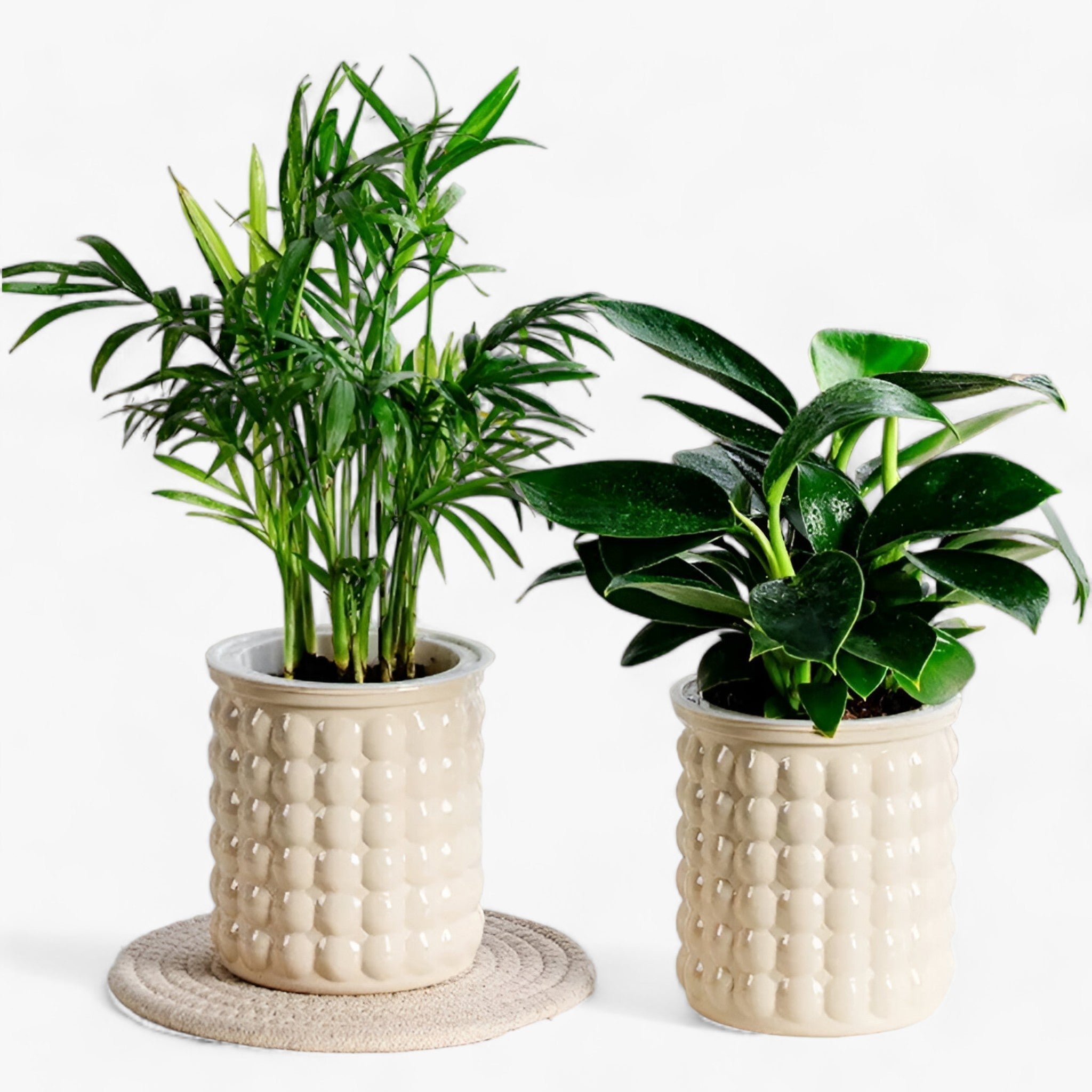 AquaTopf | Selvvandende blomsterkrukke og fiskebeholdere - - house & garden - {{ product_tags }