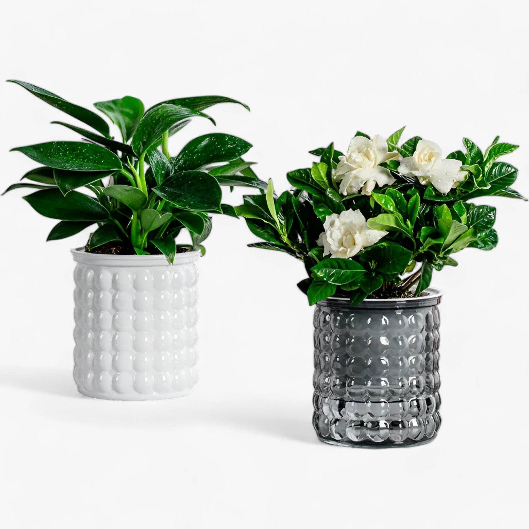AquaTopf | Selvvandende blomsterkrukke og fiskebeholdere - - house & garden - {{ product_tags }