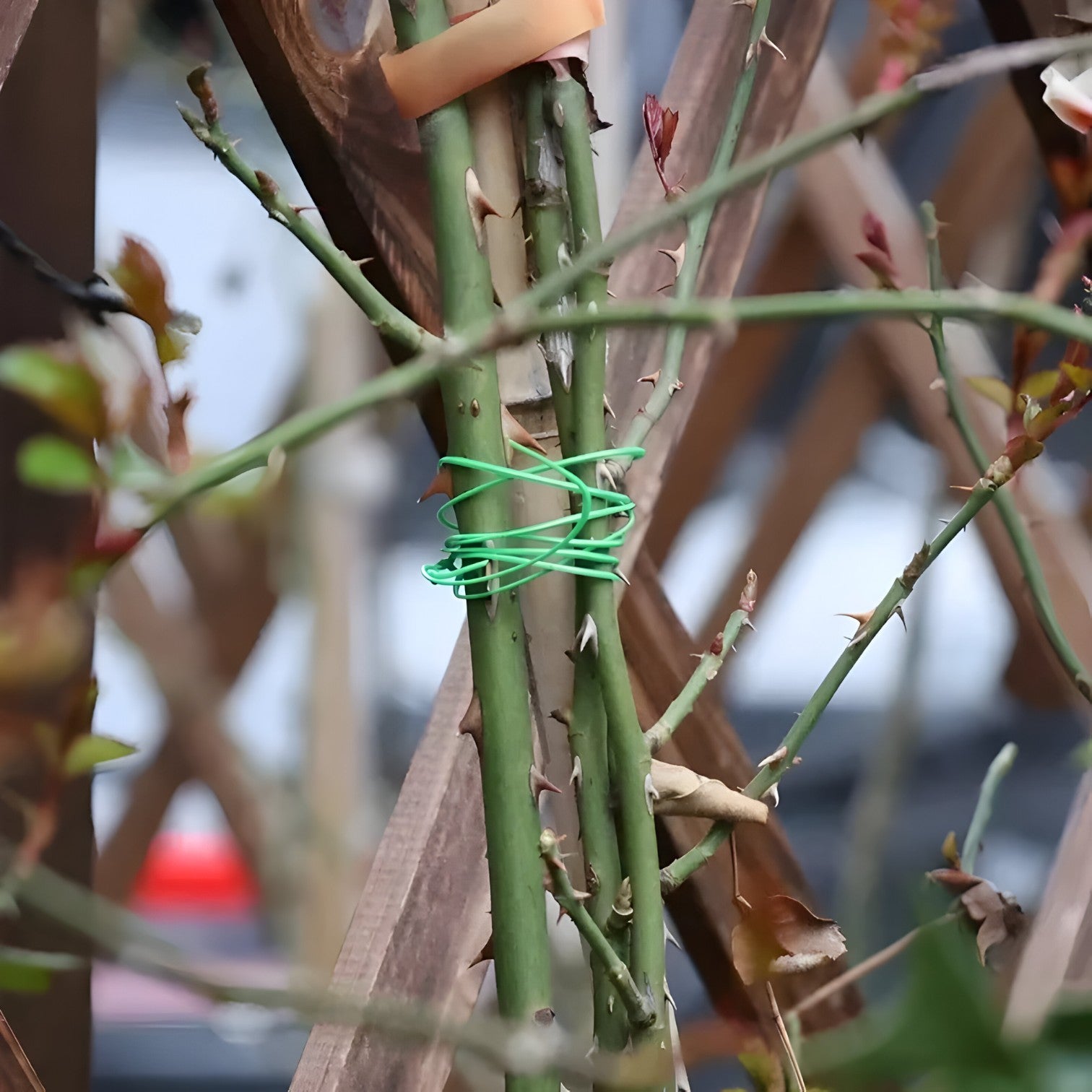 Dariel | Haveplante Tråd med Skæreværktøj til Støtte - - house & garden - {{ product_tags }