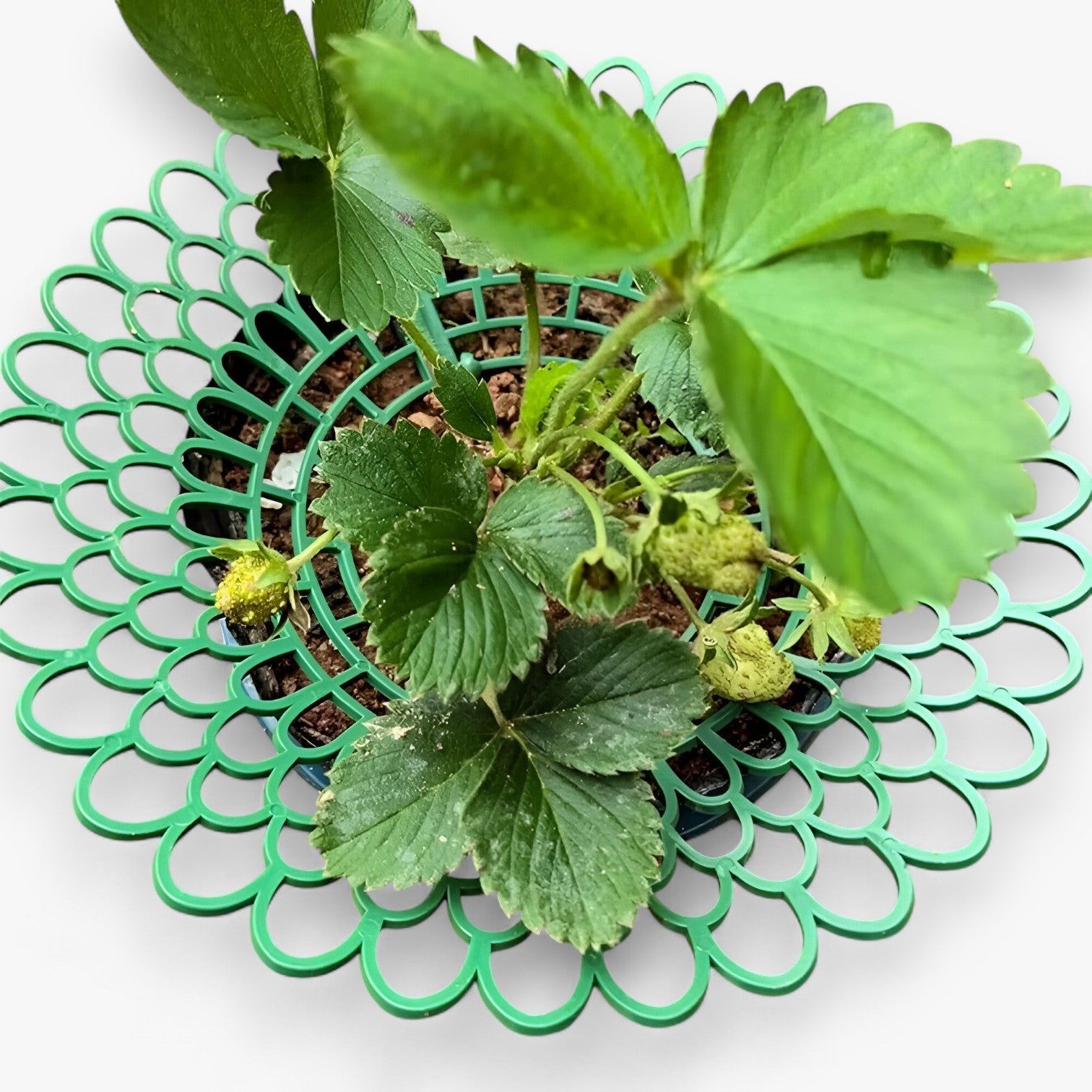 Stella | Jordbærplanteholdere til sund vækst - - house & garden - {{ product_tags }