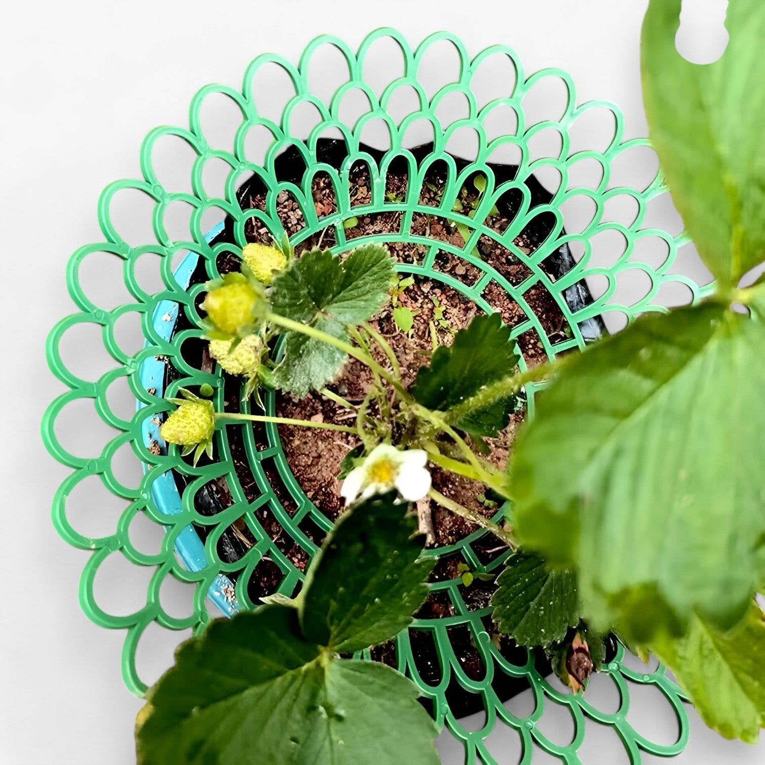 Stella | Jordbærplanteholdere til sund vækst - - house & garden - {{ product_tags }